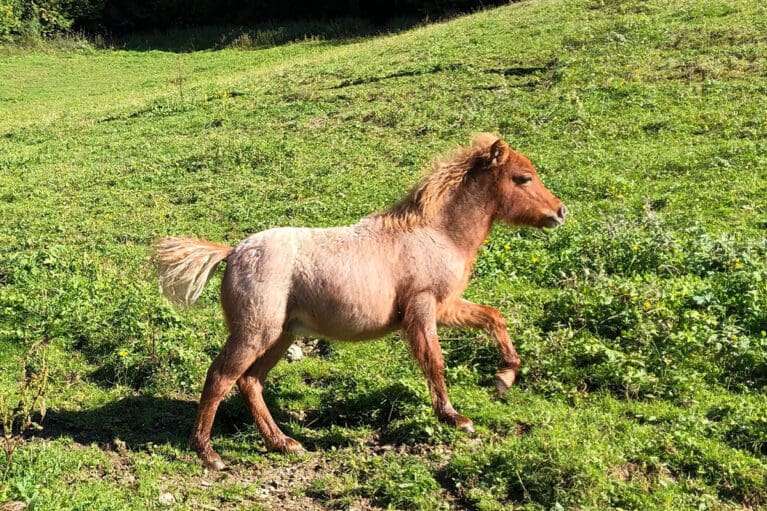 Santi - Miniaturpferdezucht am Mariengut in Wagrain