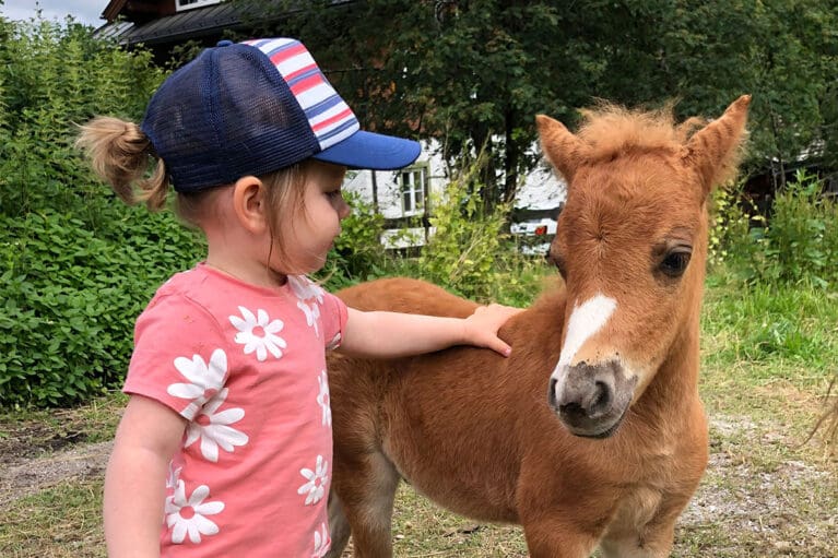 Chico - Miniaturpferdezucht am Mariengut in Wagrain