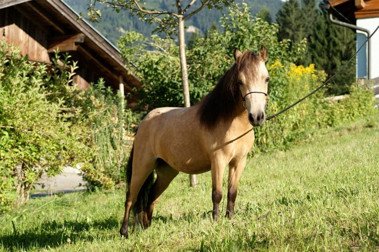 Coci - Miniaturpferdezucht am Mariengut in Wagrain