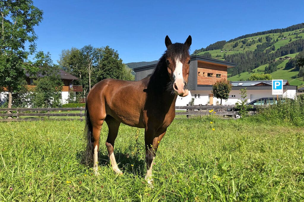 Girly - Miniaturpferdezucht am Mariengut in Wagrain