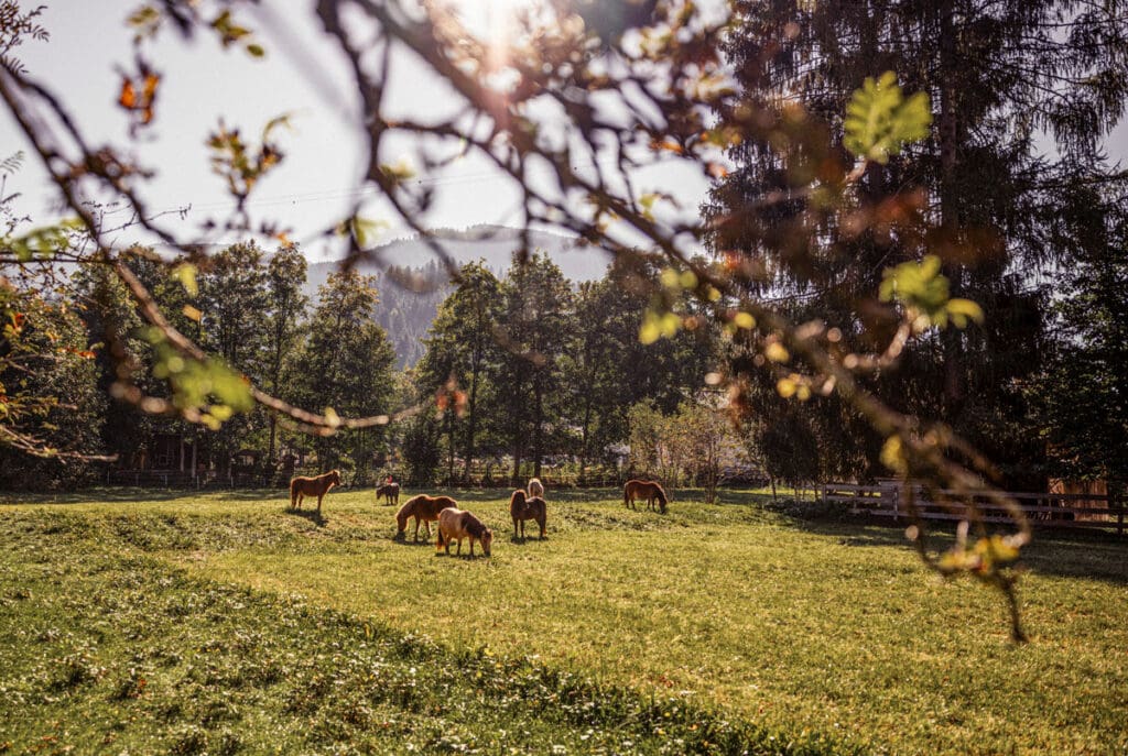 Eigene Pferdezucht im Aparthotel Mariengut in Wagrain, Salzburger Land