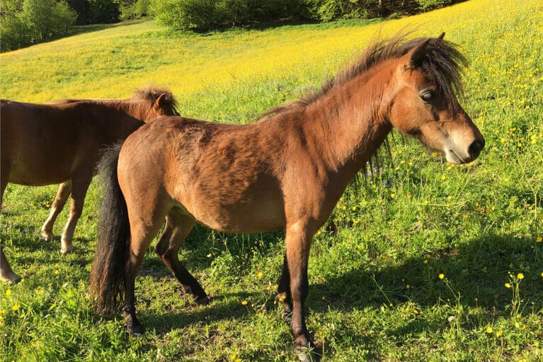 Savannah - Miniaturpferdezucht am Mariengut in Wagrain