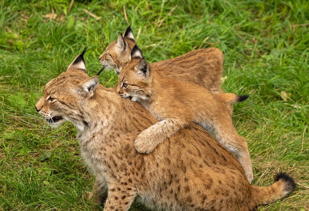 Zoo & Wildpark - Aktivurlaub in Salzburg